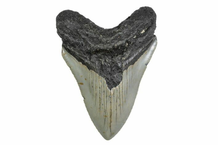 Serrated, Fossil Megalodon Tooth - North Carolina #379149